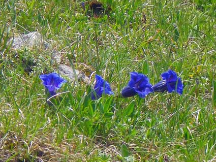 blaue Blumen, jpg 40 kb
