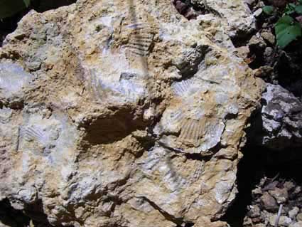 Fossilien, jpg 28kb