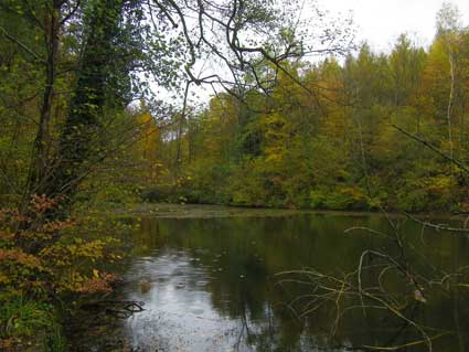 Teich im Wald, jpg 23 kb