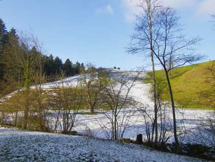 Wiese mit Schneeresten und Bäumen, jpg 26 kb